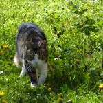 Unsere Katze schleicht durch das Gras